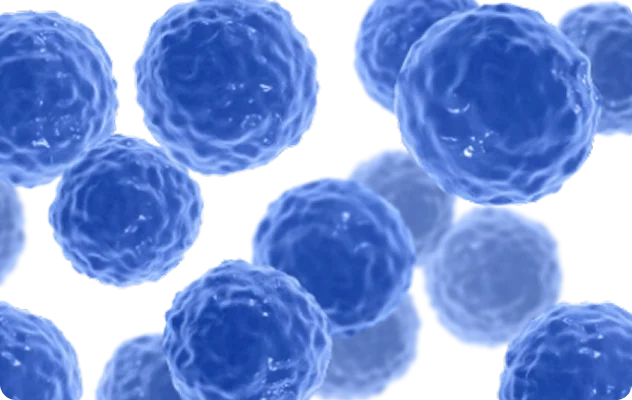 Ilustração do Bacillus clausii, que ajuda a equilibrar a microbiota intestinal