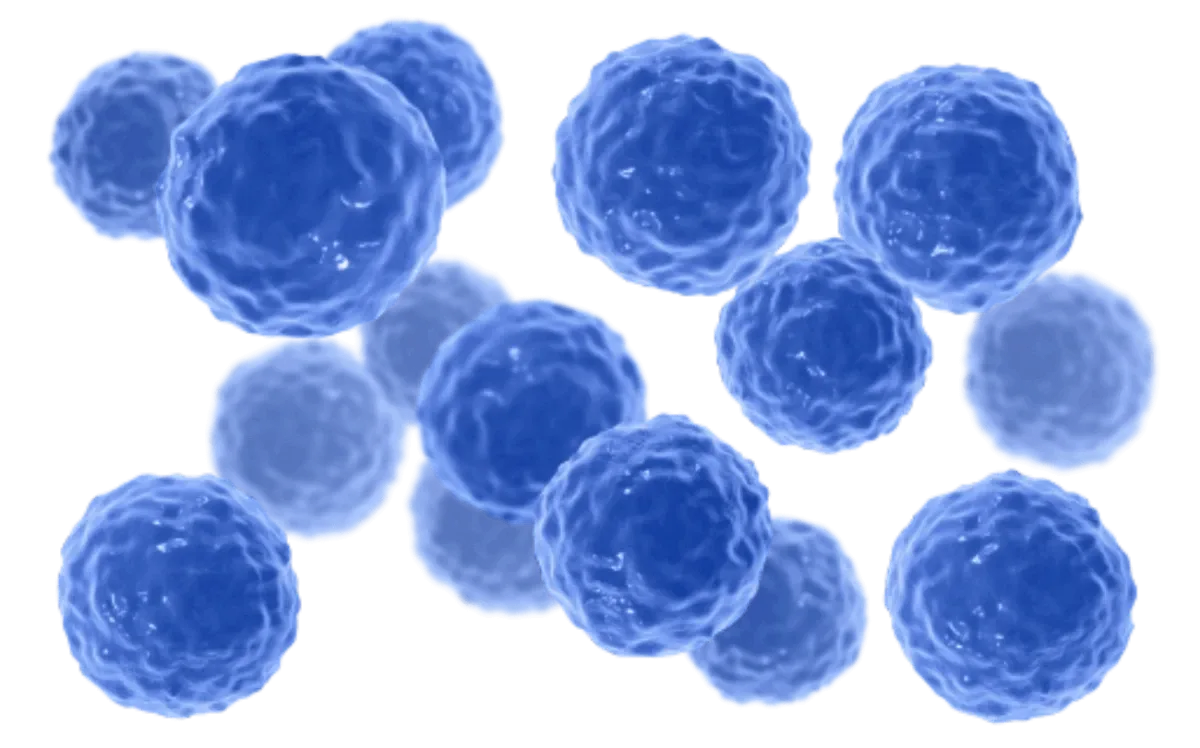 Ilustração do Bacillus clausii, que ajuda a equilibrar a microbiota intestinal